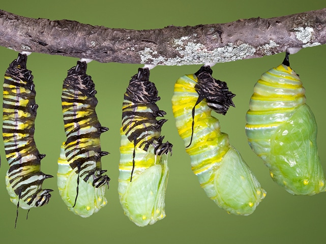 Catapillars and cocoons