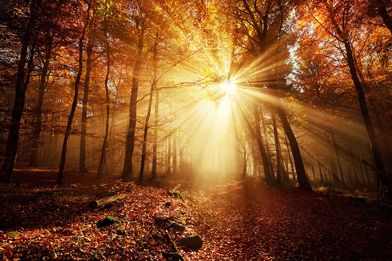 sunlight coming through forest in the autumn